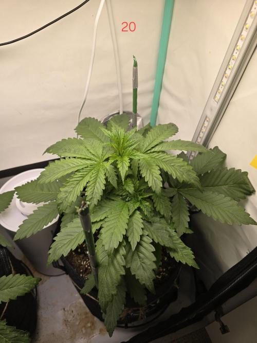Frostbanger FastBuds. Week 3