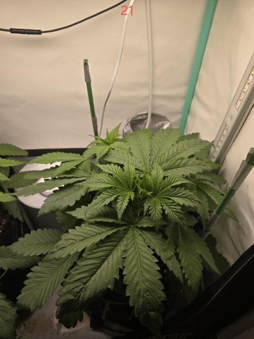 Frostbanger FastBuds. Week 3
