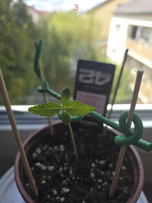 Banana. Week 1