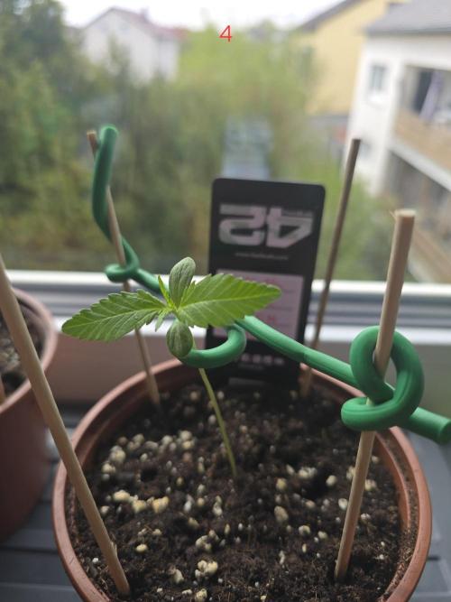 Banana. Week 1