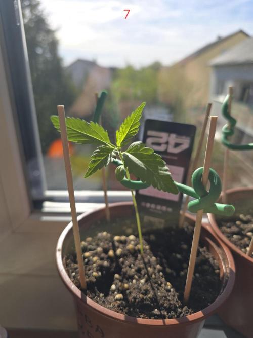 Banana. Week 1