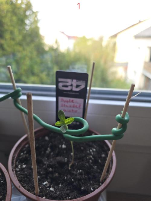 Apple. Week 1