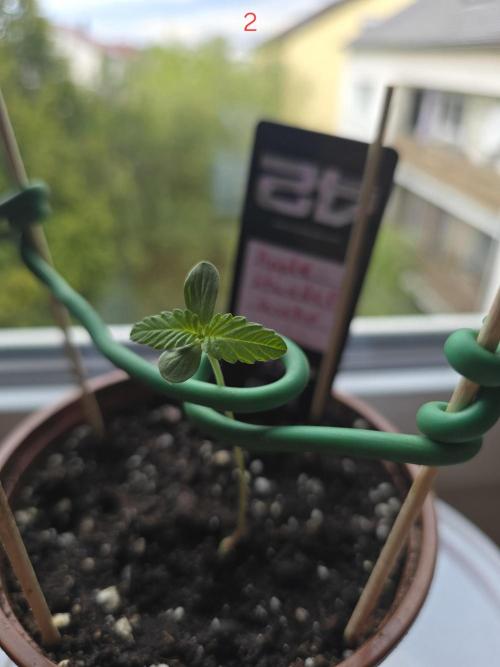 Apple. Week 1