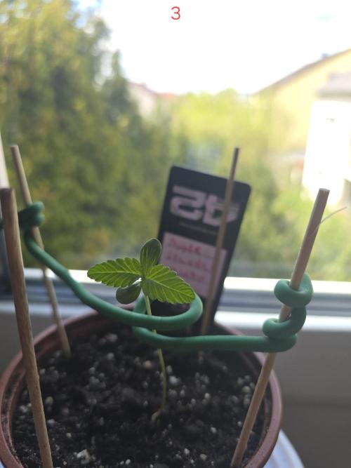 Apple. Week 1