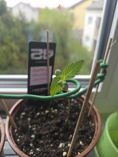 Apple. Week 1