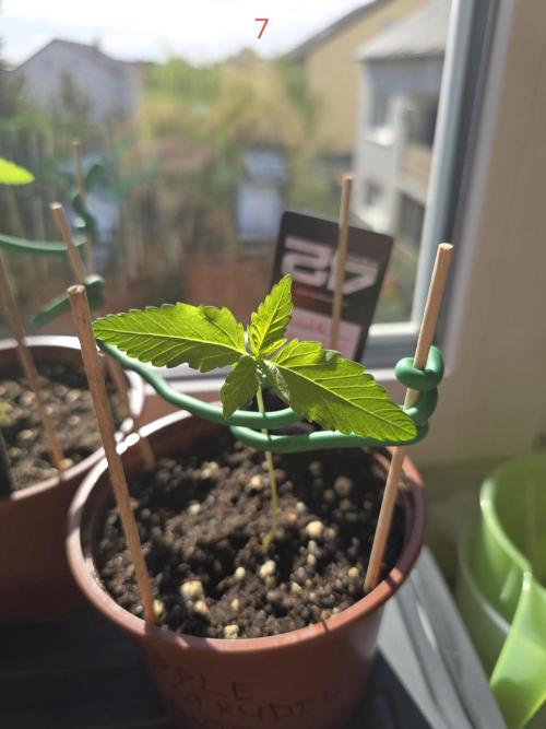 Apple. Week 1