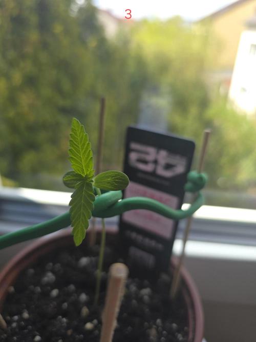 Cerry. Week 1