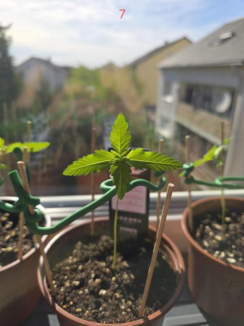 Cherry Cola Auto. Week 1
