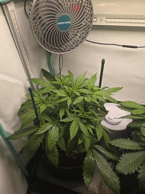 Purple haze FastBuds. Week 4