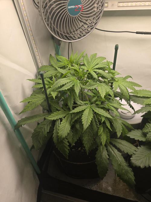 Purple haze FastBuds. Week 4