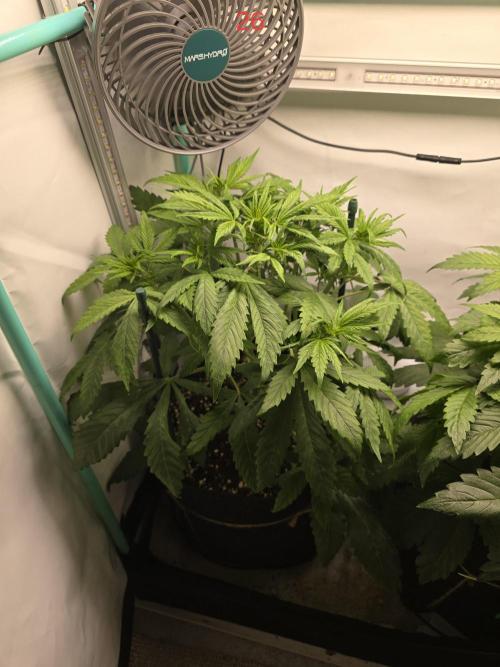 Purple haze FastBuds. Week 4