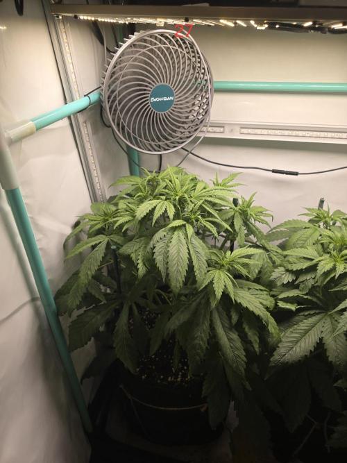 Purple haze FastBuds. Week 4