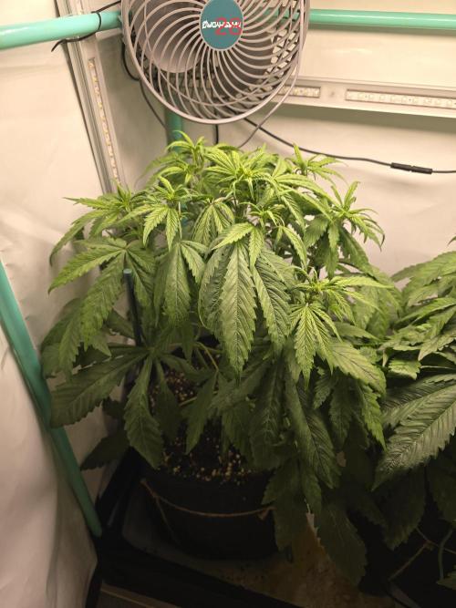 Purple haze FastBuds. Week 4