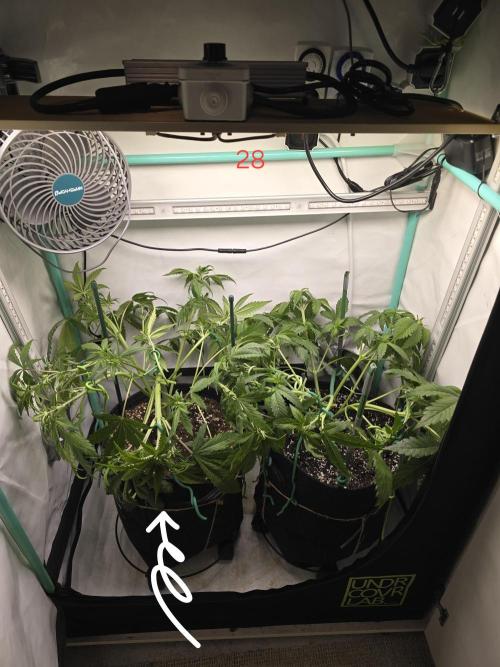 Purple haze FastBuds. Week 4