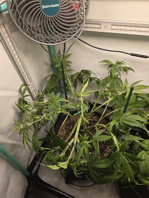 Purple haze FastBuds. Week 4