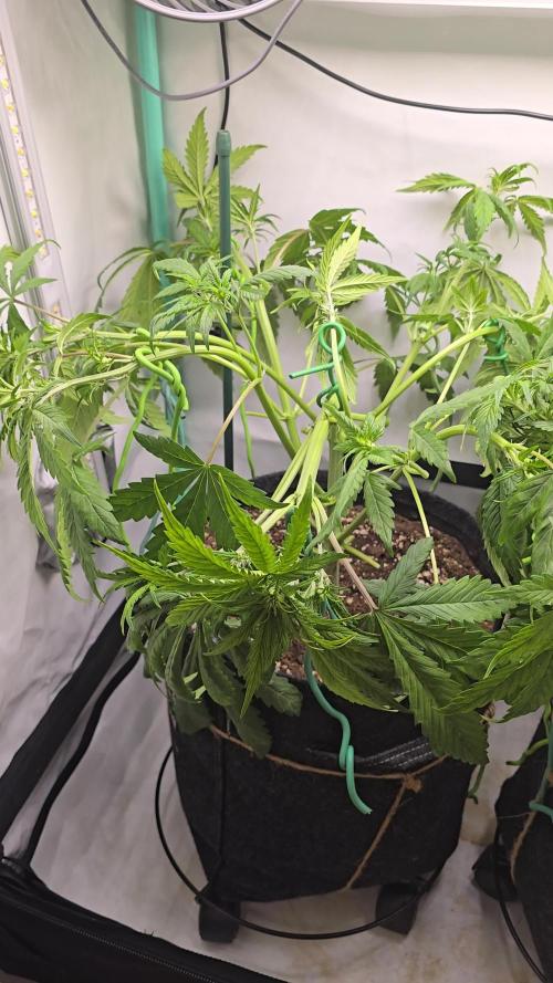 Purple haze FastBuds