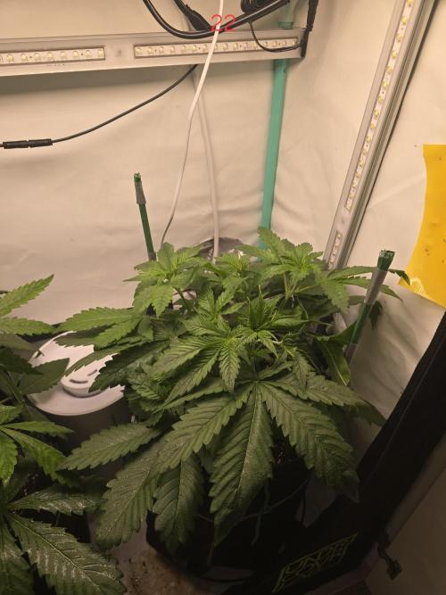 Frostbanger FastBuds. Week 4