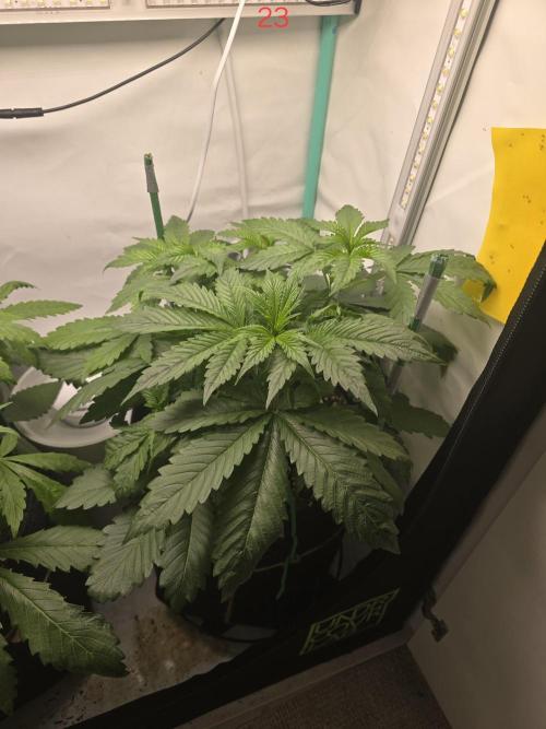 Frostbanger FastBuds. Week 4
