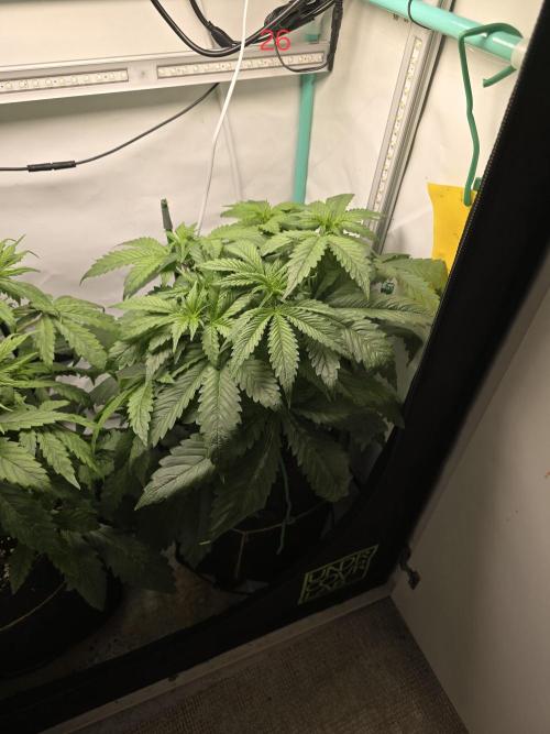 Frostbanger FastBuds. Week 4