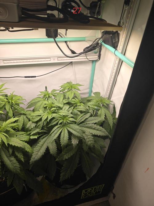 Frostbanger FastBuds. Week 4