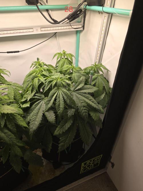 Frostbanger FastBuds. Week 4