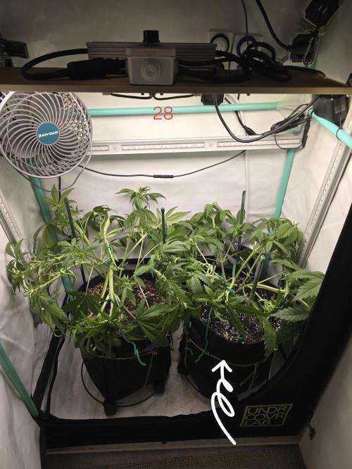 Frostbanger FastBuds. Week 4