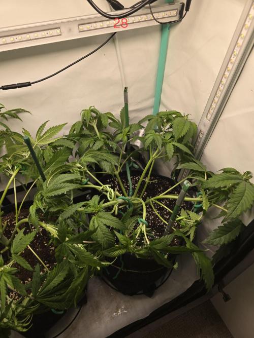 Frostbanger FastBuds. Week 4