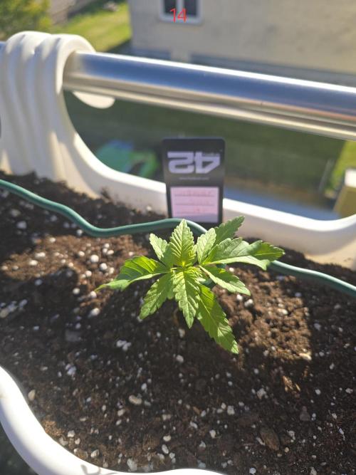 Cherry Cola Auto. Week 2