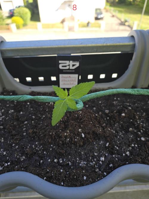 Apple. Week 2