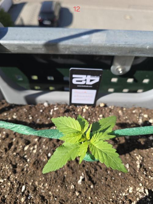 Apple. Week 2