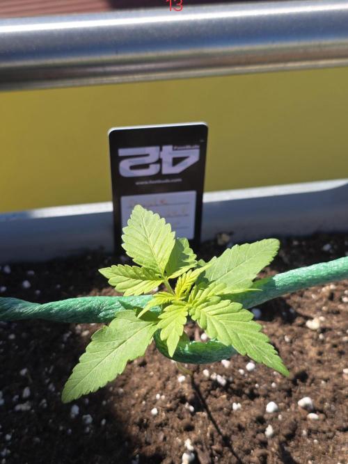 Apple. Week 2