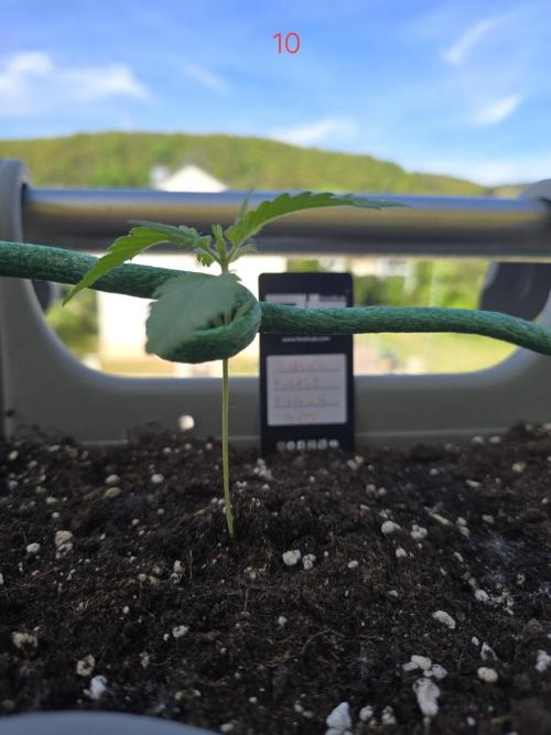 Banana. Week 2