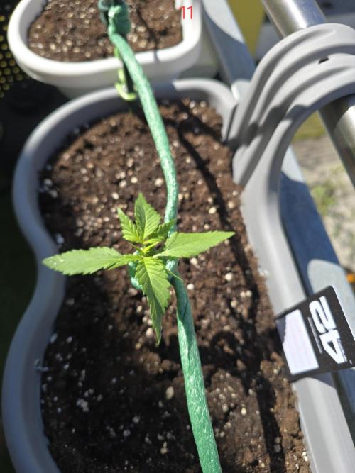 Banana. Week 2