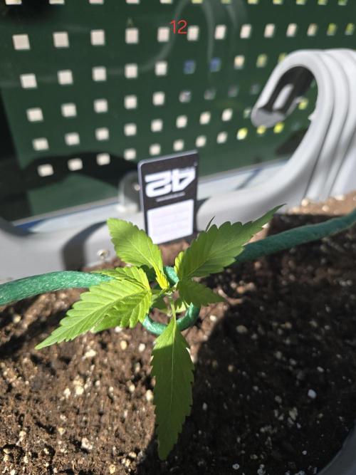 Banana. Week 2