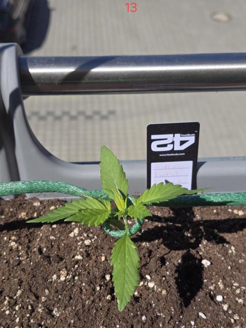 Banana. Week 2