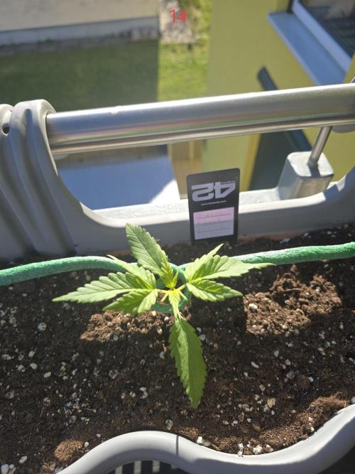 Banana. Week 2