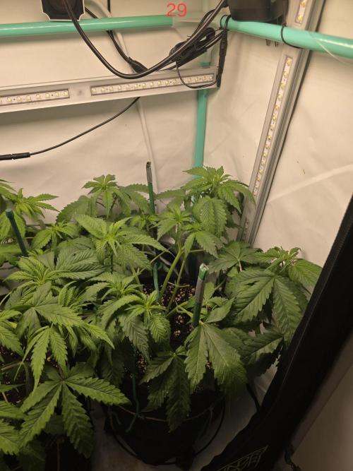Frostbanger FastBuds. Week 5