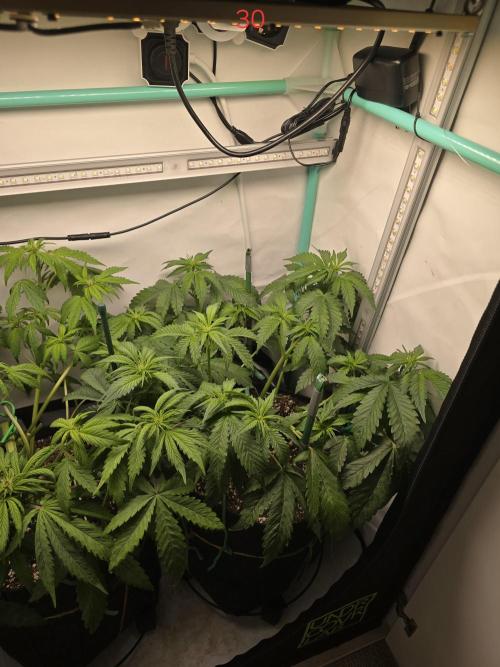 Frostbanger FastBuds. Week 5
