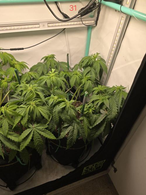 Frostbanger FastBuds. Week 5