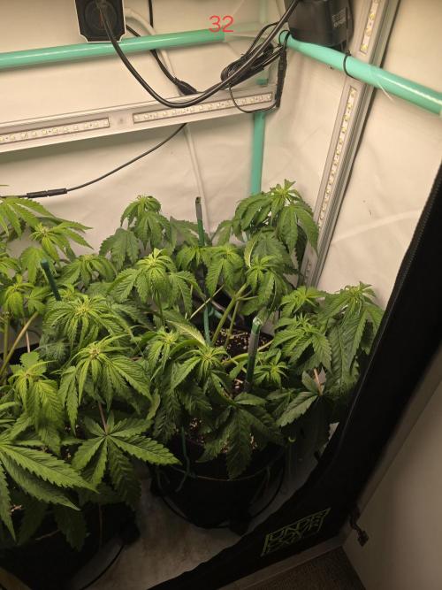 Frostbanger FastBuds. Week 5