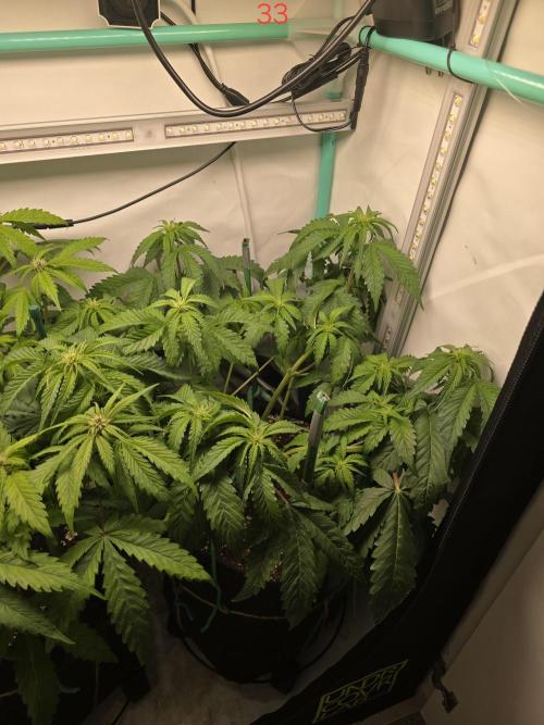 Frostbanger FastBuds. Week 5
