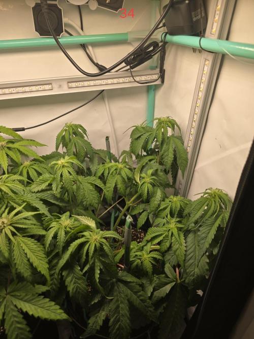 Frostbanger FastBuds. Week 5