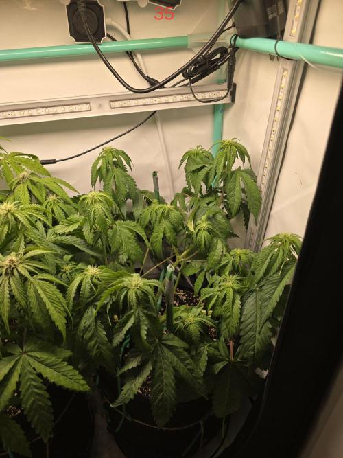 Frostbanger FastBuds. Week 5
