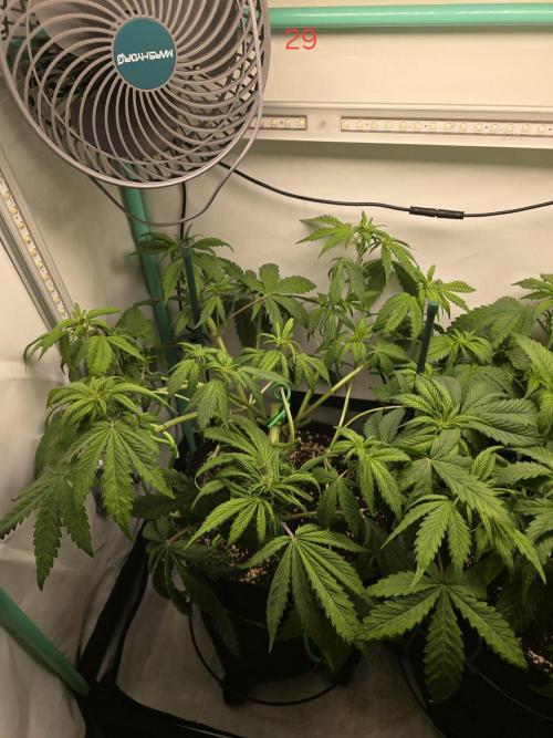 Purple haze FastBuds. Week 5