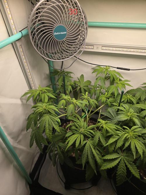 Purple haze FastBuds. Week 5