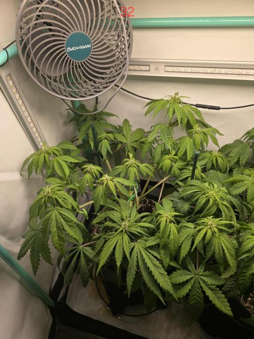 Purple haze FastBuds. Week 5