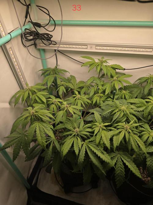 Purple haze FastBuds. Week 5