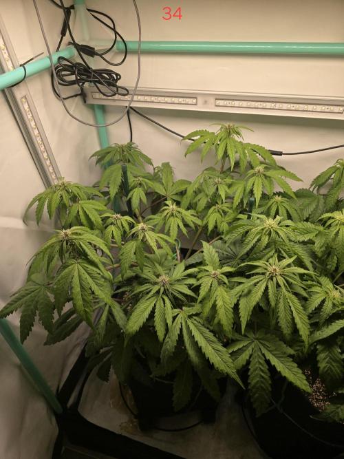 Purple haze FastBuds. Week 5