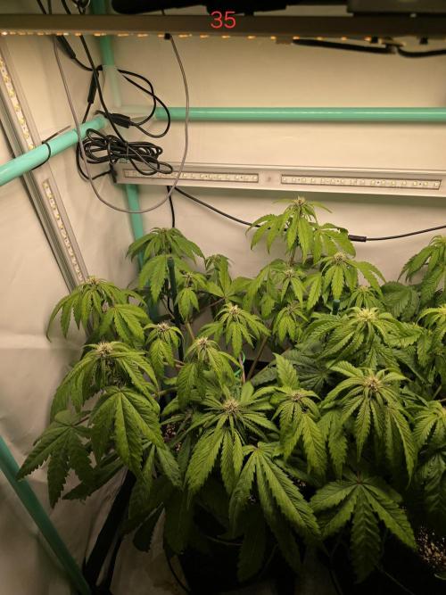 Purple Haze Auto. Week 5