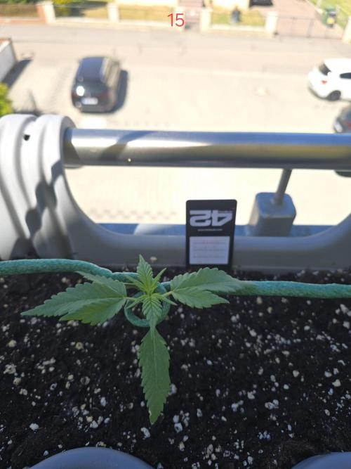 Banana. Week 3